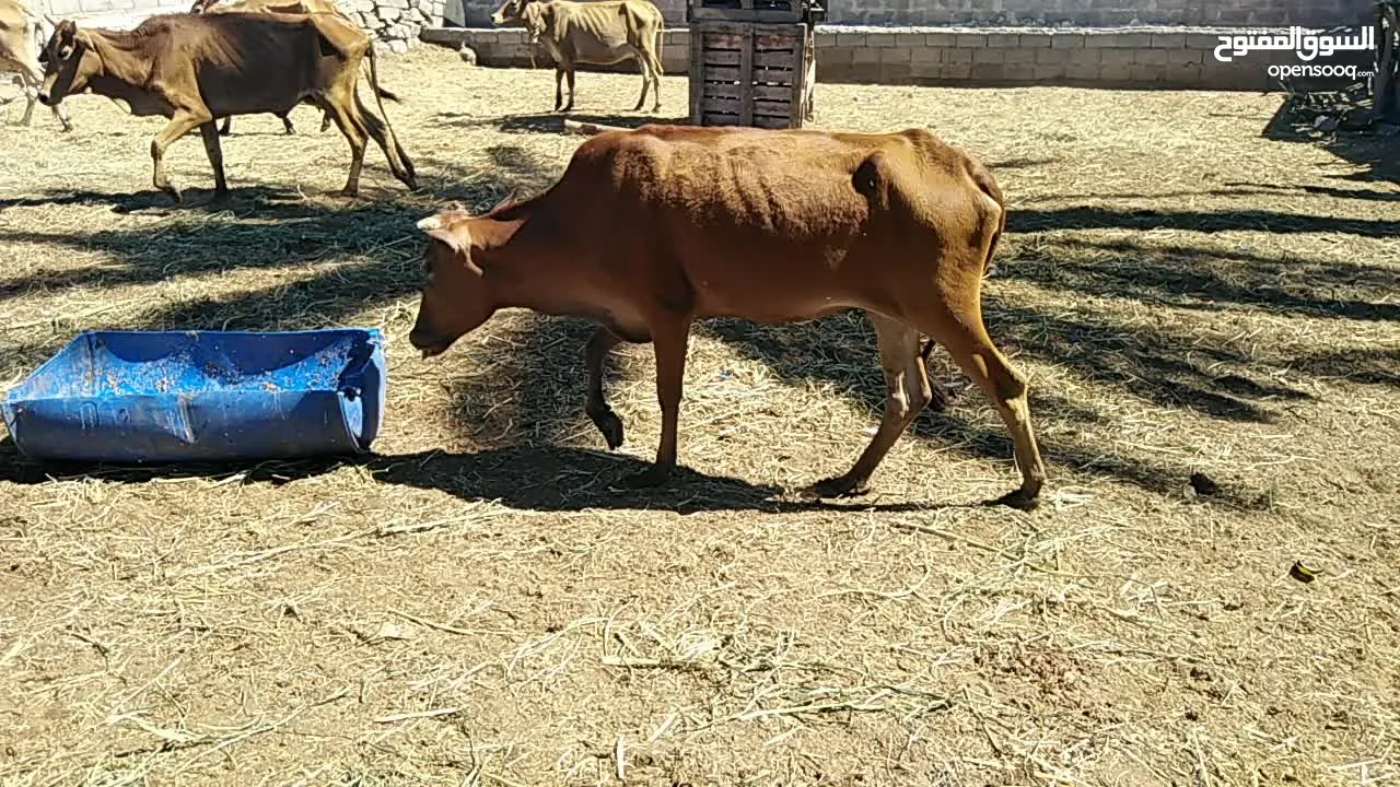 للبيع أبقار عمانيات