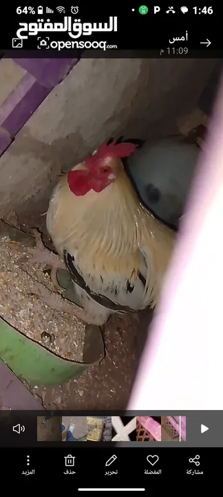 ديك كبير جدا بالصوره عمر سنتين للبيع يوجد ديك  بعمر الثمانيه اشهر العدد 2 في سعر 8