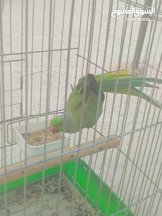 ببغاء دره هندي