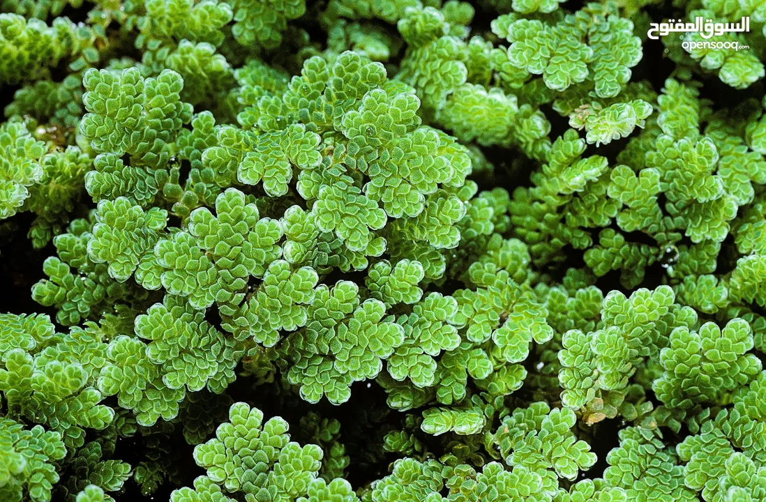 ازولا Azolla