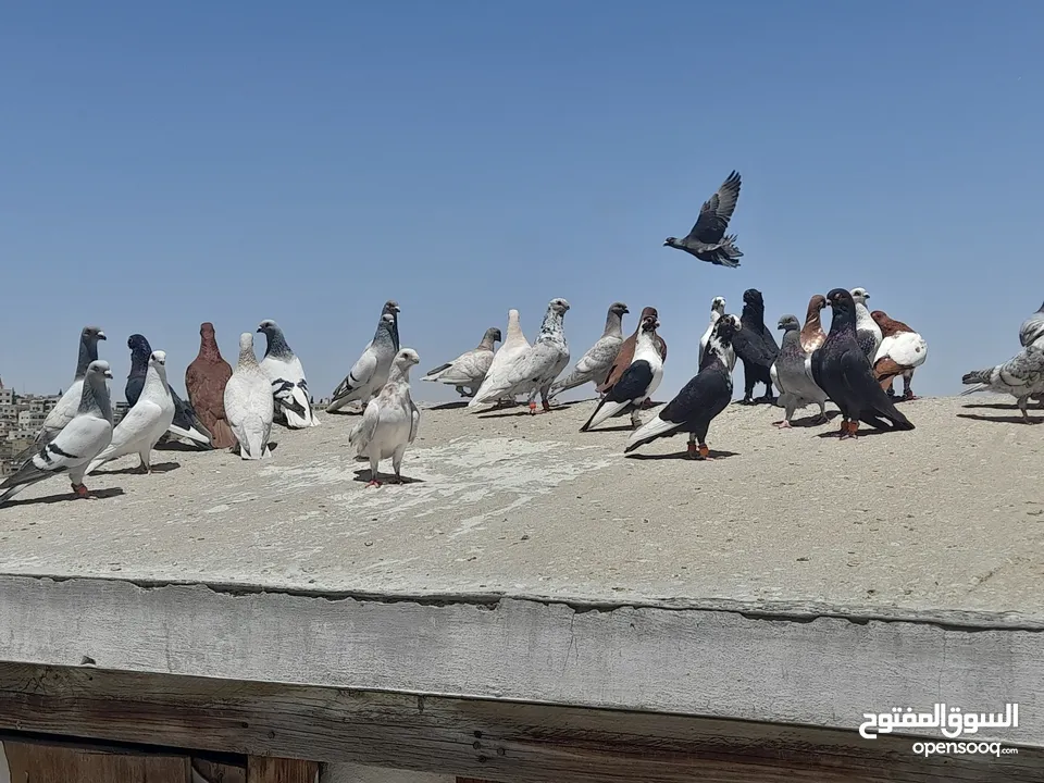 حمام للبيع