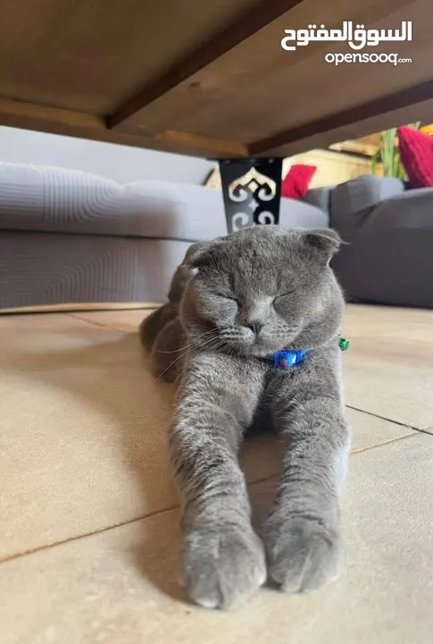 قط Scottish Fold للبيع بسعر مميز