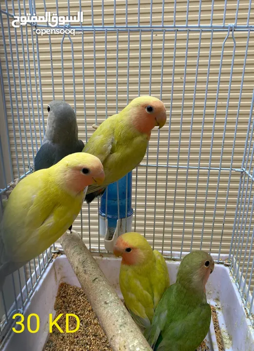 For Sale Different Kinds Of Beautiful Birds