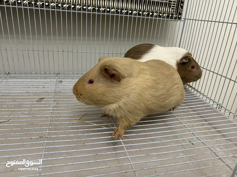 جيني بيك همتارو guinea pig