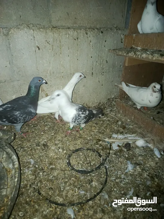 طيور حمام للبيع