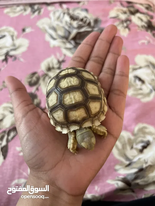 Baby Sulcata Tortoise