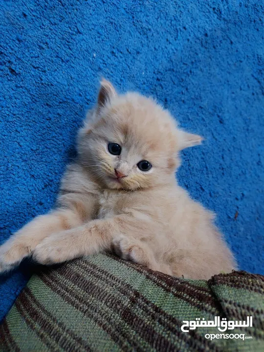 pure persian kitten