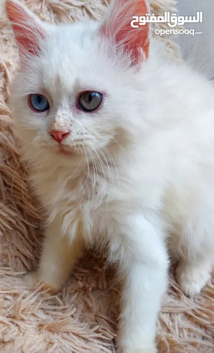 متوفر قط شيرازي فارسي كل عين لون شهرين ونص