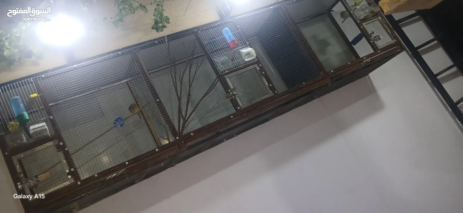 مطير عصافير او حمام