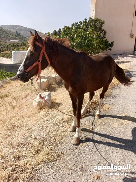 نخب النخب للبيع