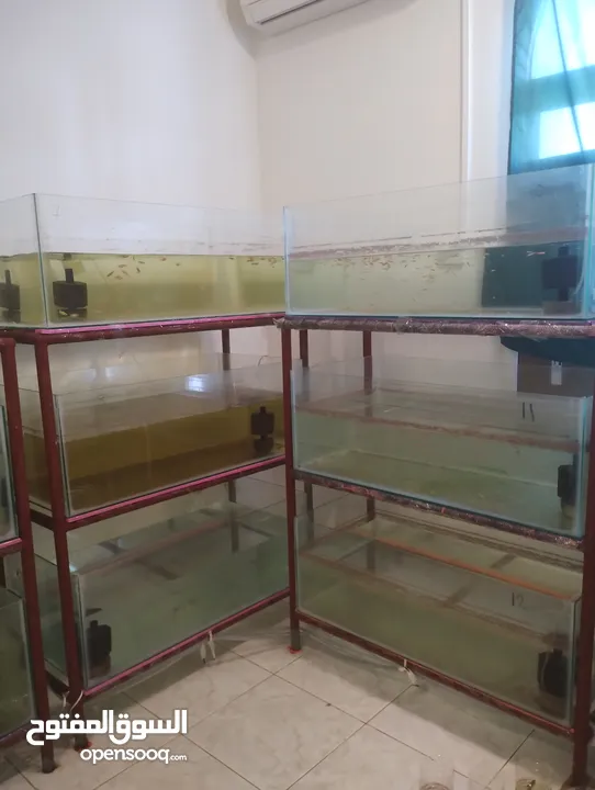 Fish and equipment include tank and shelf for sell