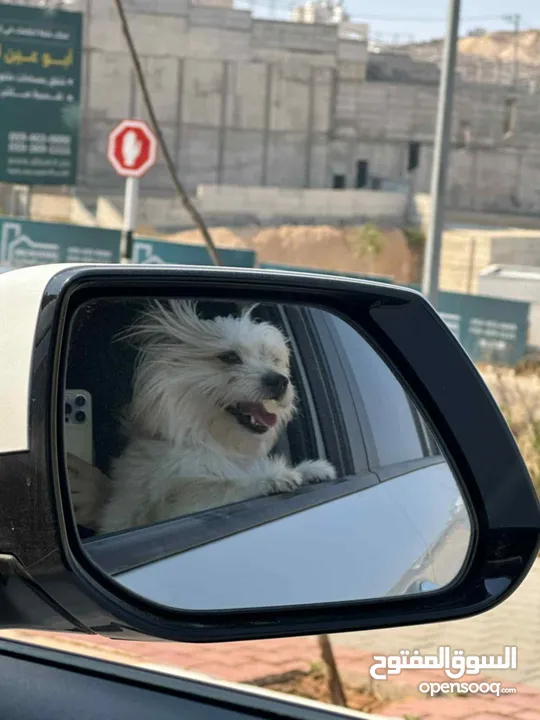 West Highland White Terrier