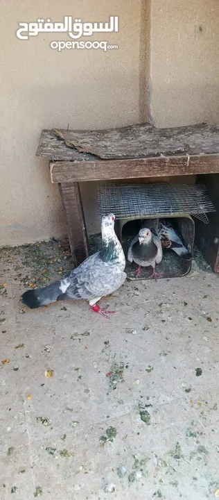 متاح 3جواز شغلات جوز يهوديات  صفر وجوز بلجيكي زرزور عل بلجيكيه