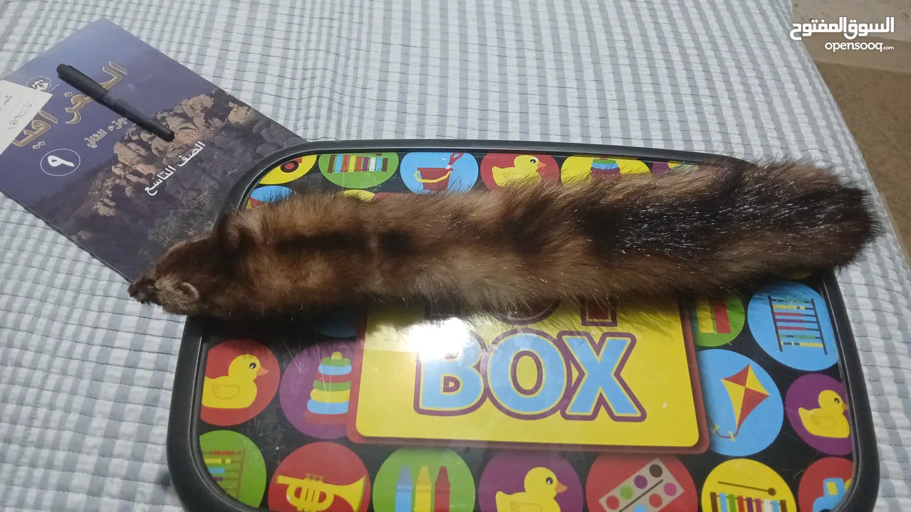 حيوان mink محنط الحيوان نادر