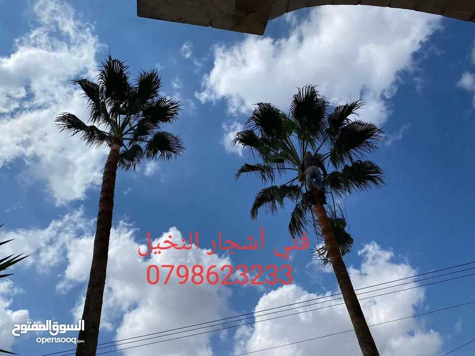فني أشجار النخيل