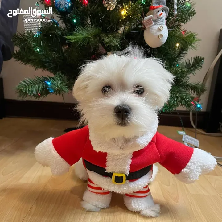 pure breed Maltese 13 weeks old male and female