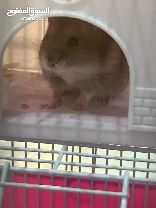 Syrian hamster with no bite with food and cage