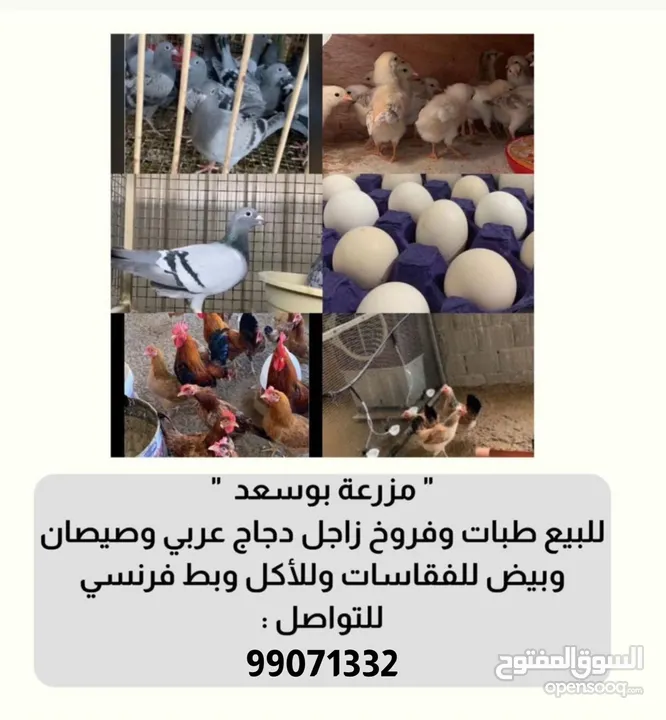 دجاج وحمام و بط