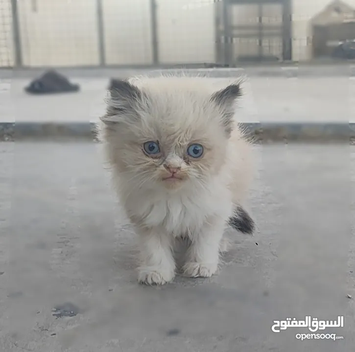 ذكر‎ راغدول عمر شهرين
