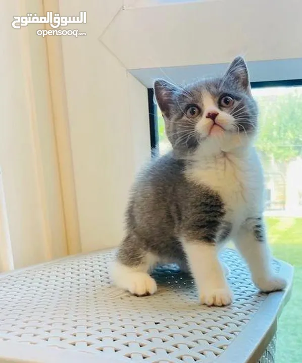 british shorthair  kitten