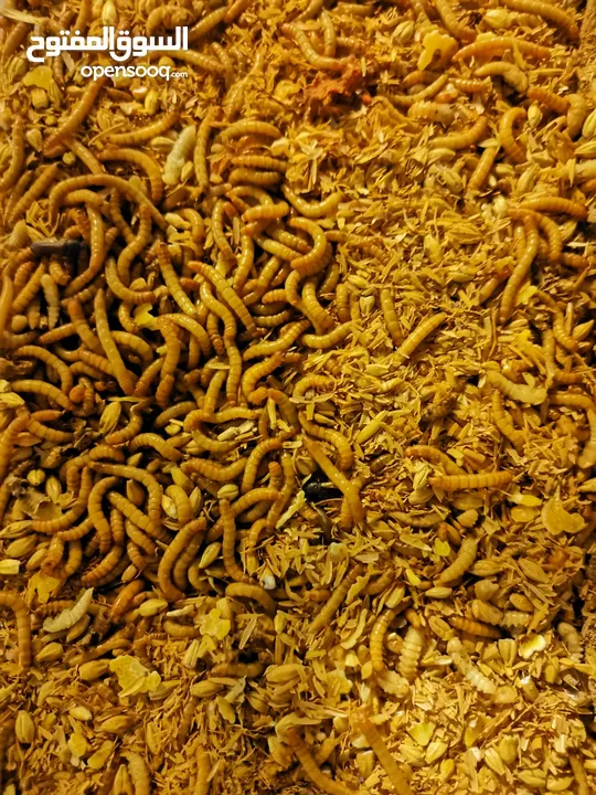 دود الميلورم - القبابي-Live Mealworm