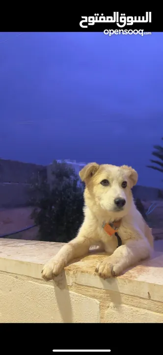 كلب ذكر مدرب