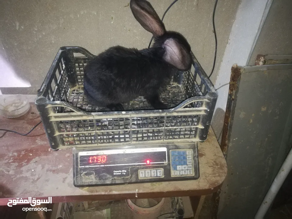 أرانب بابيون سلالة صافيه 100%ألوان ساده للبيع