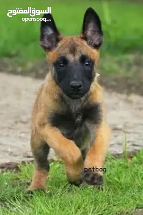 نتبنى جرائكم: المالينو والشيبر والجولدن We adopt your puppies: Malinois,  German Shepherd & Golden