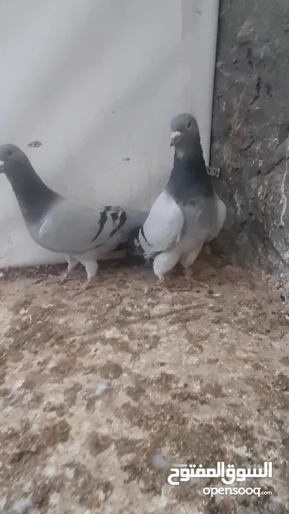 15 جواز للبيع مشكلات