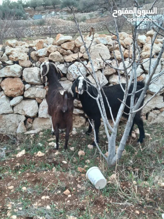 معزا عشار من ثلاث شهور ونص للدرار