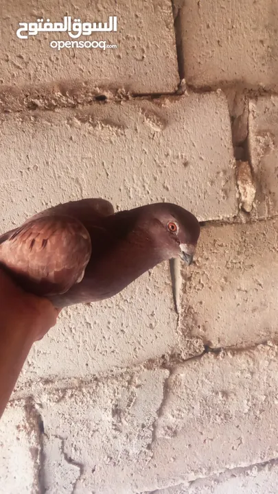 كوم حمام للبيع العدد 12 طير
