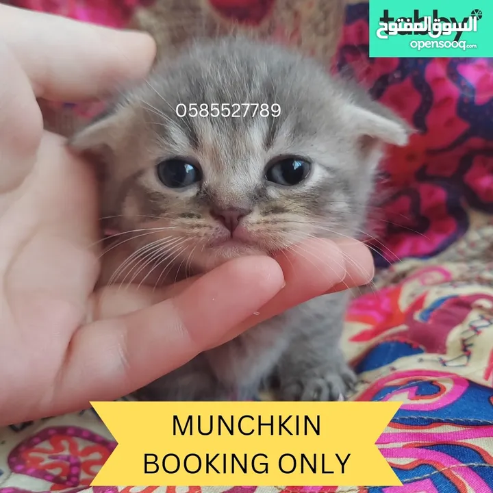 Munchkin rughugger kittens available in Dubai by European breeder