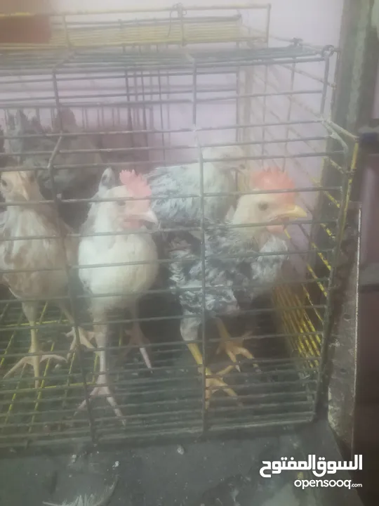 فراخ بلدي بط مس كوفي رومي بلدي فراخ بيور فراخ فيومي