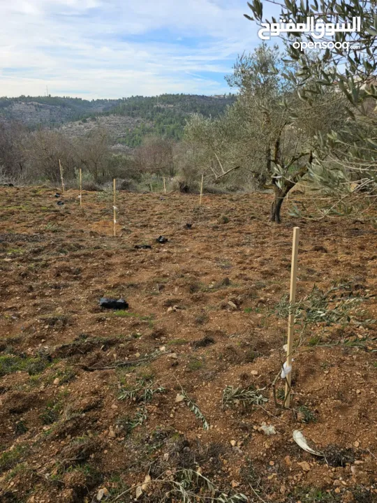 ارض زراعية للبيع مساحة 700 متر