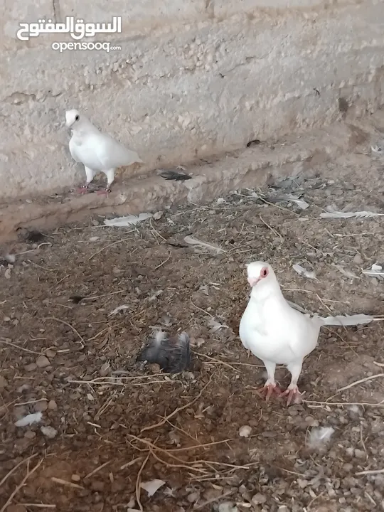 حمام نخب النخب  ثلاث جواز