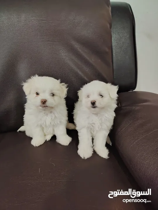 Maltese for sale