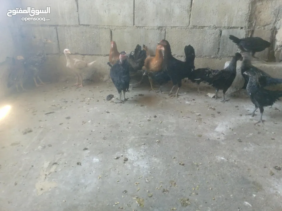 دجاج بلدي نخب اول للبيع