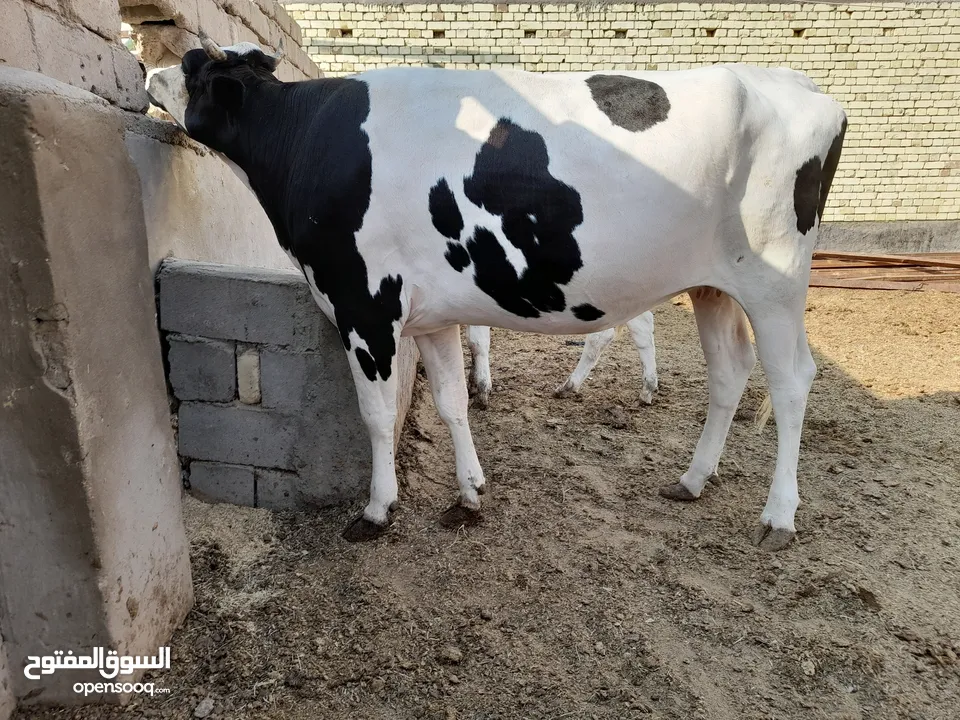 بجرة استرالية عليها سابع للبيع بمليونين وثمنمية