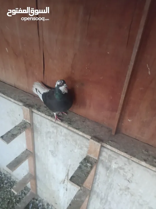 حمام للبيع او بدل على عصفير