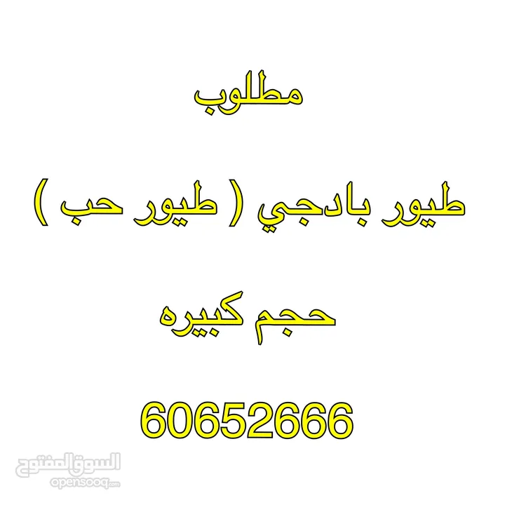 مطلوب زوج بادجي انجليزي