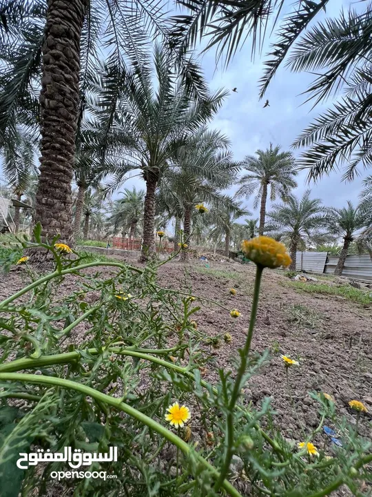 بستان للبيع / ابي الخصيب