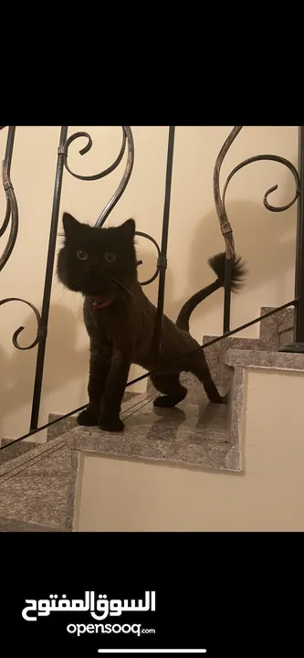 Persian male vaccinated and groomed
