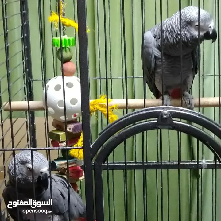 lovely African gray parrots