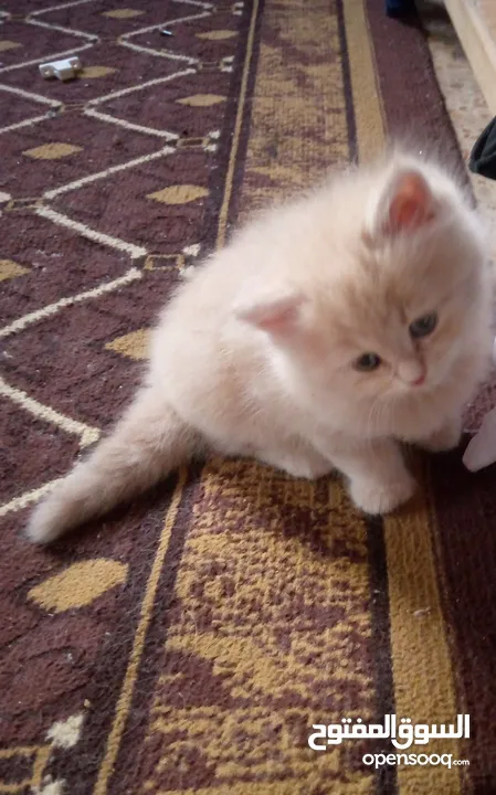 قطط للبيع  سكوتش فولد
