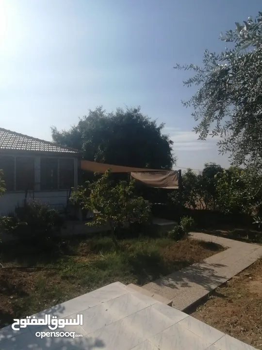 بيت مزرعة (ترخيص سكن) مزروعة شجر مثمر مع بير في منطقة الاغوار الوسطى ظهرة الرمل