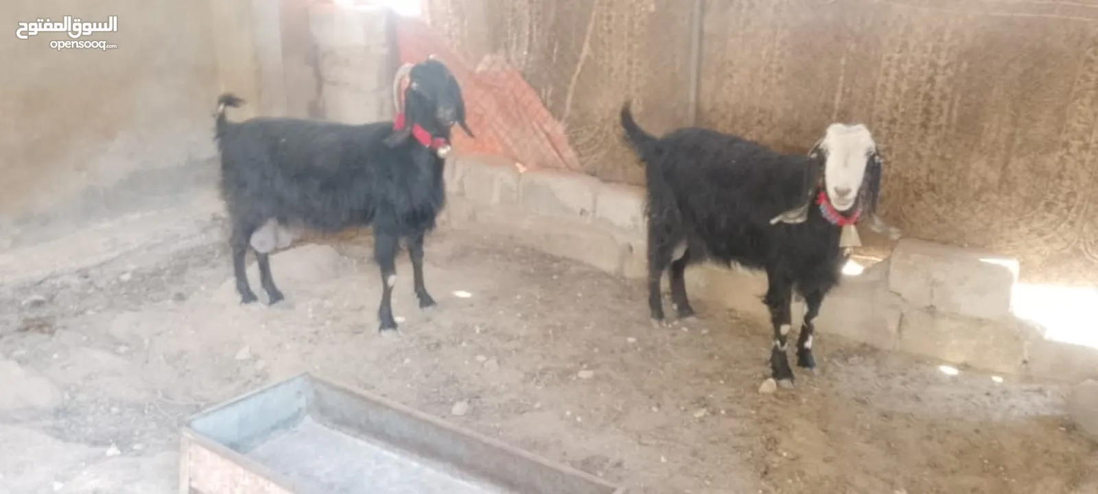 4معزا كفالة حليب 3خمسيات وحده جميع