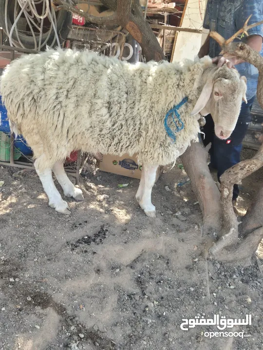 تيس غنم عساف للبيع شغال