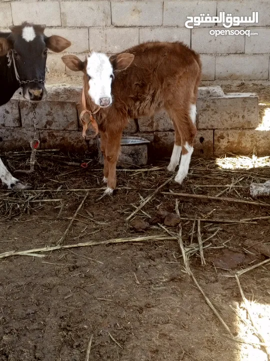 بجره اول بطن ماصارله هواي من والده