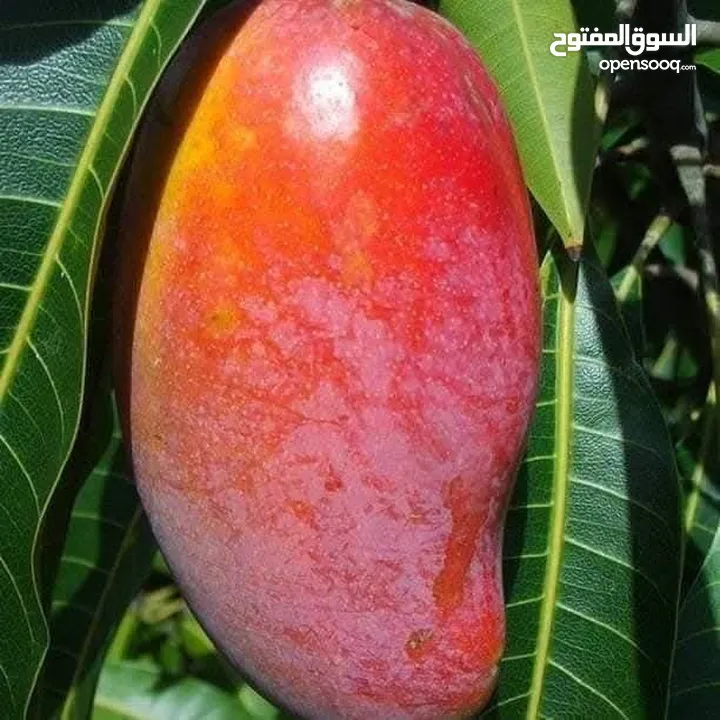 جميع انواع الاشجار  وفريق لصيانة وتنسيق جميع الحدائق والأشجار