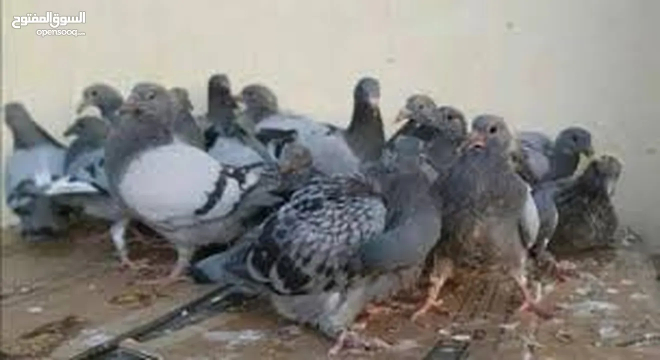 زغليل نخب للدبح